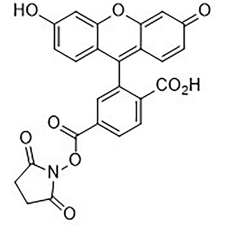 6-Carboxyfluorescein N-Hydroxysuccinimide Ester